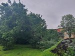Foto: Umgestürzte Bäume im Rosengarten/Blick in Richtung Bleicherstraße