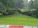 Foto: Umgestürzte Bäume im Rosengarten/Nahaufnahme